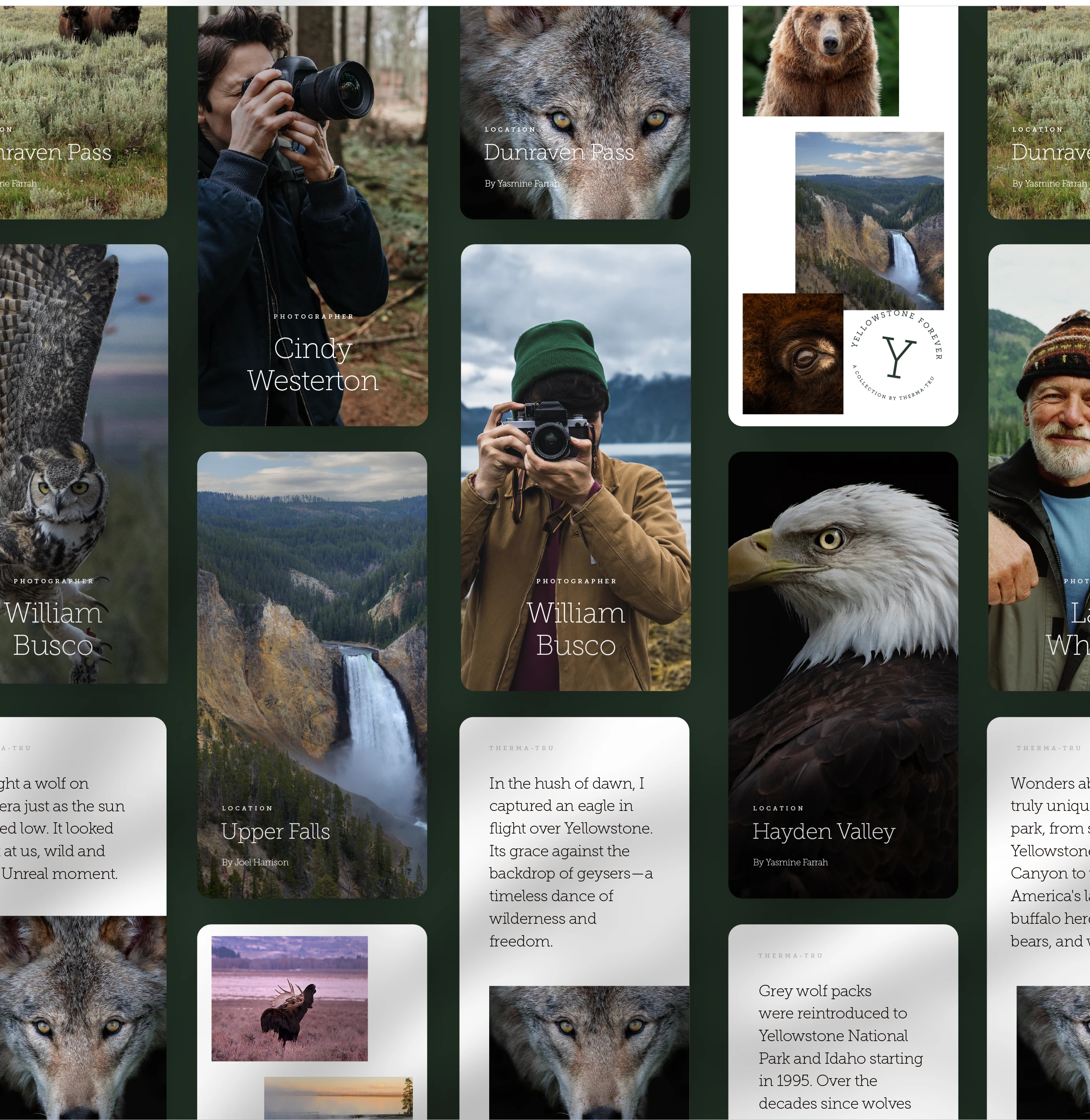 The Yellowstone Collection